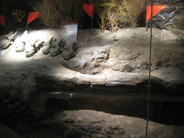 Dinosaur remains at Familia Schroeder