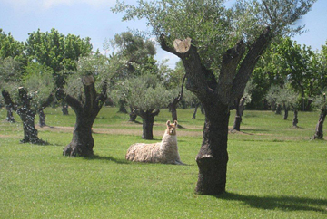 A llama in Trapiche's olive grove