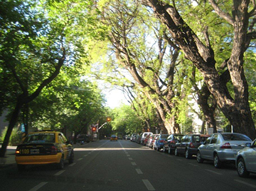 Trees in Mendoza