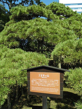 300-year-old fir tree