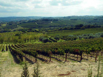 Frescobaldi's Castiglioni vineyard